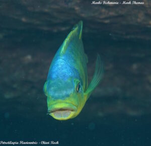 Petrotilapia flaviventris 'Chiwi Rock'